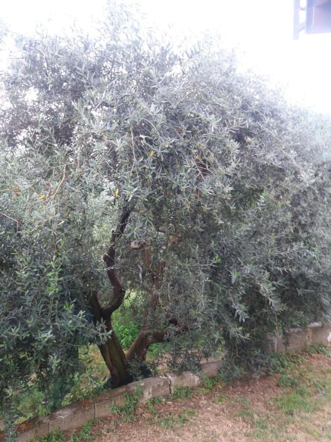 Il Ceppo Sui Sentieri Per Amalfi Bed & Breakfast Pimonte Bagian luar foto