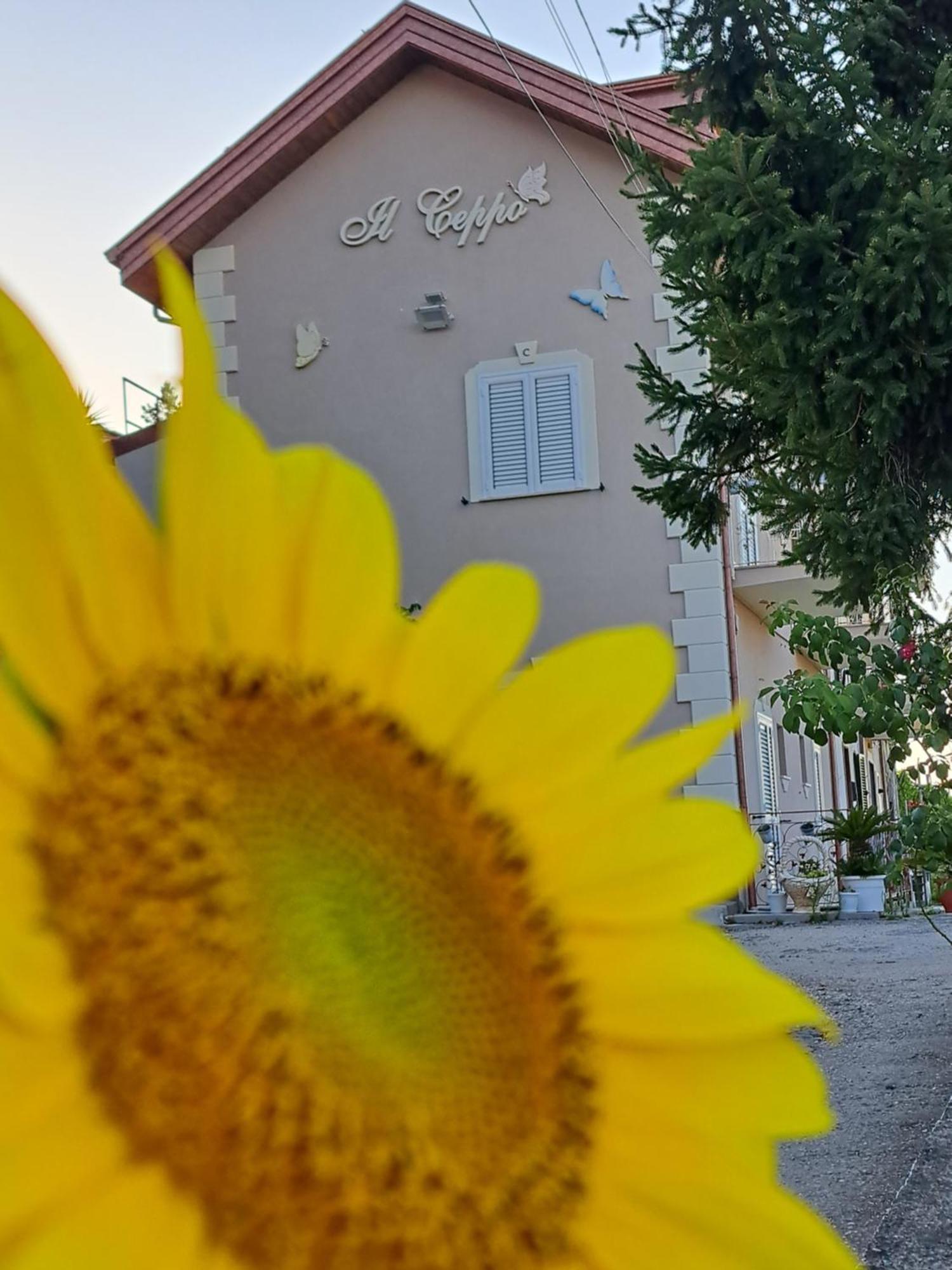 Il Ceppo Sui Sentieri Per Amalfi Bed & Breakfast Pimonte Bagian luar foto